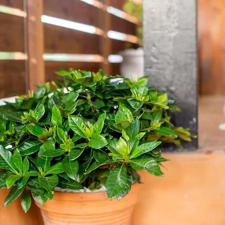 Louis House בית נופש עיר רודוס